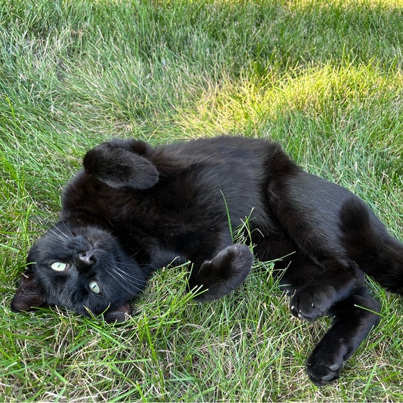 Meet your Posher, CJ - Picture 11 of 15